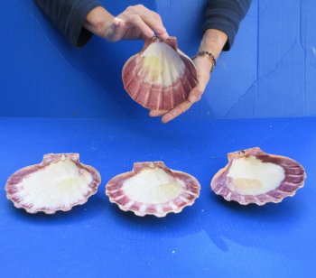 Four piece 6-7" Brown Lion Paw shells 