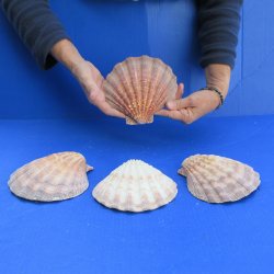 Four piece 6-7" Brown Lion Paw shells 