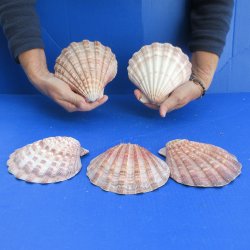 Five piece 5-6" Brown Lion Paw shells 