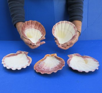 Five piece 5-6" Brown Lion Paw shells 