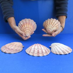 Five piece 5-6" Brown Lion Paw shells 