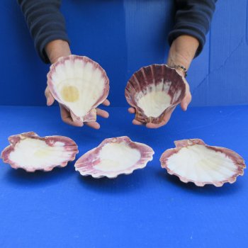 Five piece 5-6" Brown Lion Paw shells 