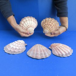 Five piece 5-6" Brown Lion Paw shells 