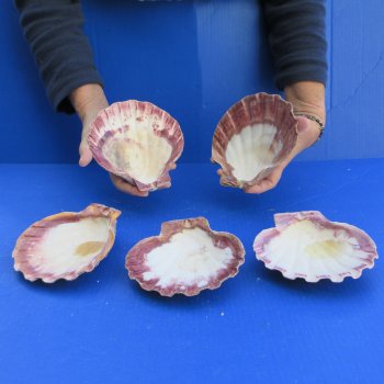 Five piece 5-6" Brown Lion Paw shells 