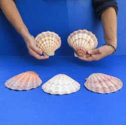 Five piece 5-6" Brown Lion Paw shells 