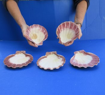 Five piece 5-6" Brown Lion Paw shells 