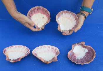 Buy this 5 piece lot of 5-6 inch Orange Lion Paw shells for $28/lot
