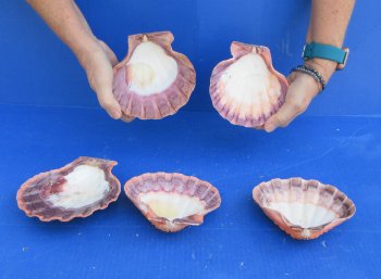 Buy this 5 piece lot of 5-6 inch Orange Lion Paw shells for $28/lot