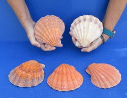 Buy this 5 piece lot of 5-6 inch Orange Lion Paw shells for $28/lot