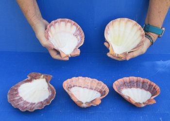Buy this 5 piece lot of 5-6 inch Orange Lion Paw shells for $28/lot