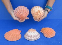 Buy this 5 piece lot of 5-6 inch Orange Lion Paw shells for $28/lot