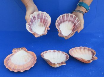 Buy this 5 piece lot of 5-6 inch Orange Lion Paw shells for $28/lot