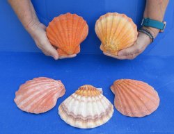 Buy this 5 piece lot of 5-6 inch Orange Lion Paw shells for $28/lot