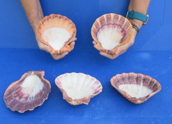 Buy this 5 piece lot of 5-6 inch Orange Lion Paw shells for $28/lot