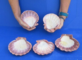 Buy this 5 piece lot of 5-6 inch Orange Lion Paw shells for $28/lot