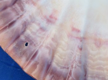 Buy this 5 piece lot of 5-6 inch Orange Lion Paw shells for $28/lot