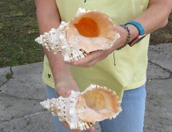 Two piece 7" Frog Shells