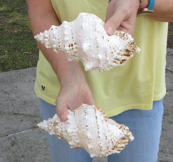 Two piece 7" Frog Shells