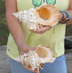 Two piece 7" Frog Shells