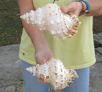 Two piece 7" Frog Shells