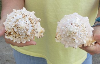 Two piece 7" Frog Shells