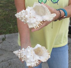 Two piece 7" Frog Shells