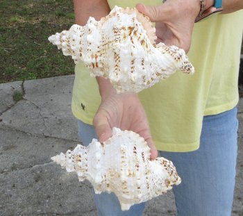 Two piece 7" Frog Shells