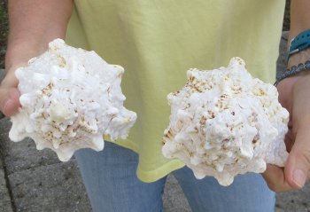 Two piece 7" Frog Shells