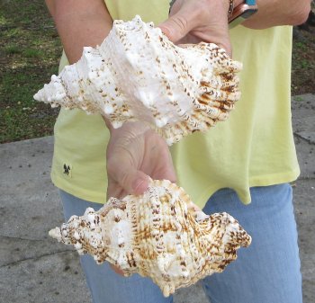 Two piece 7" Frog Shells