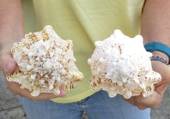 Two piece 7" Frog Shells