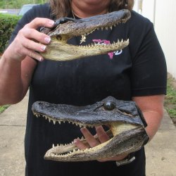 Two Slight B-Grade 10" & 9" Alligator Heads