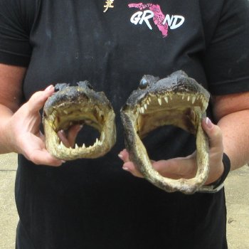 Two Slight B-Grade 10" & 9" Alligator Heads