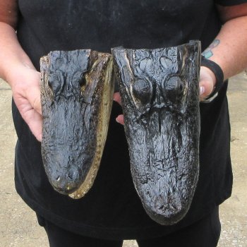 Two Slight B-Grade 10" & 9" Alligator Heads