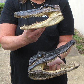 Two Slight B-Grade 10" & 9" Alligator Heads