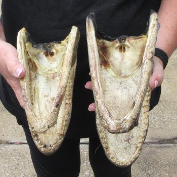 Two Slight B-Grade 10" & 9" Alligator Heads