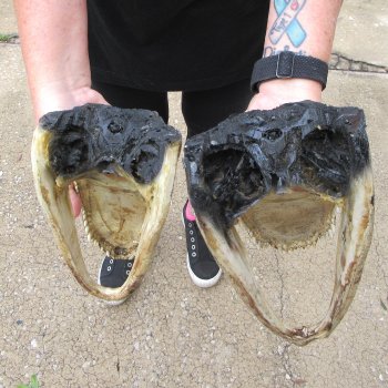 Two Slight B-Grade 10" & 9" Alligator Heads