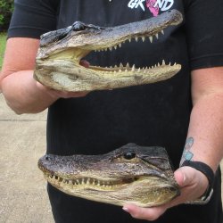 Two Slight B-Grade  8-1/2" & 8" Alligator Heads