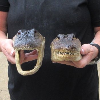 Two Slight B-Grade  8-1/2" & 8" Alligator Heads
