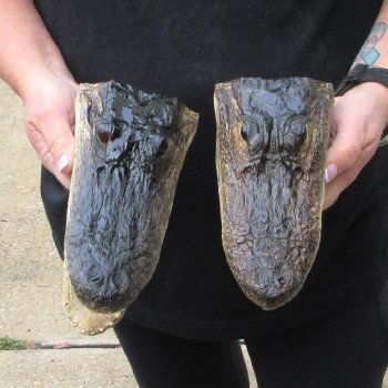 Two Slight B-Grade  8-1/2" & 8" Alligator Heads