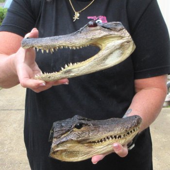 Two Slight B-Grade  8-1/2" & 8" Alligator Heads