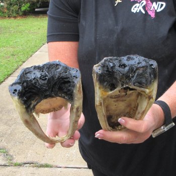 Two Slight B-Grade  8-1/2" & 8" Alligator Heads