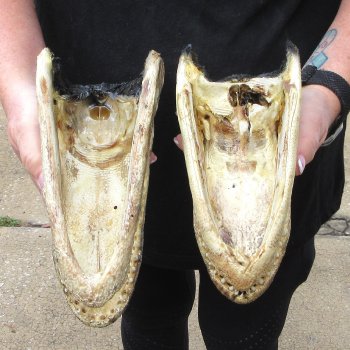 Two Slight B-Grade  8-1/2" & 8" Alligator Heads