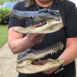 Two Slight B-Grade  9" Alligator Heads