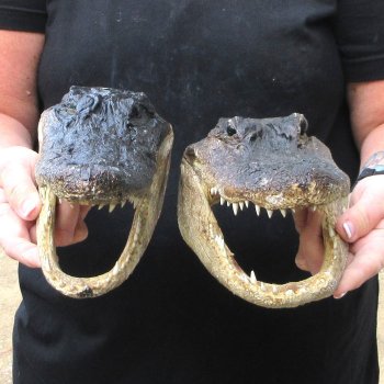 Two Slight B-Grade  9" Alligator Heads