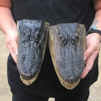 Two Slight B-Grade  9" Alligator Heads