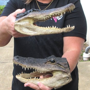 Two Slight B-Grade  9" Alligator Heads