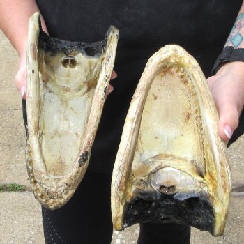 Two Slight B-Grade  9" Alligator Heads