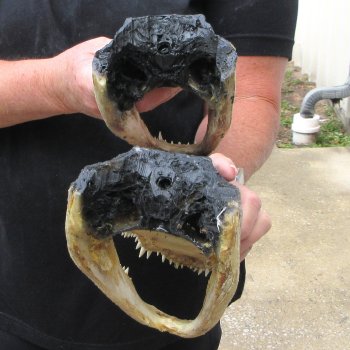 Two Slight B-Grade  9" Alligator Heads