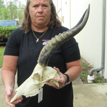 12" Male Blesbok Skull with 17" Horns 