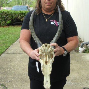 12" Male Blesbok Skull with 17" Horns 